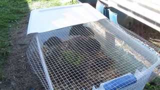 3 Week Old Jumbo Coturnix Quail Update: 3/1/2014: Moving From Brooder Box To New Outside Housing