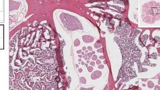 Medical School Histology. Images of Nervous Tissue.