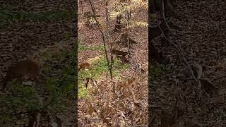 ** Doe With Four Fawns! ** #shorts #bowhunting #deerhunting