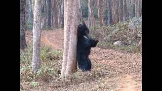 Black Bear spotted during jungle safari in Dandeli 😍