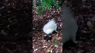 White squirrel foraging