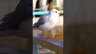 Gull Birds