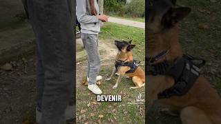 Rencontre avec une Abonnée 😇#rencontres #abonne #shorts #dog #youtubeshorts