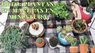 Reto #plantasenmacetasenminiatura🌾🌿🪴🌵