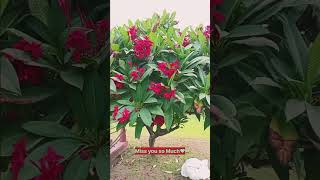 Beautiful Red Champa Flowers#flowers #flower #plants #plant #floweringplants #viral #summer#shorts