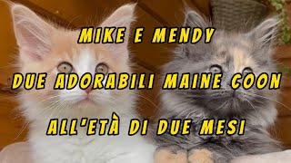 😺Mike e Mendy due adorabili Maine Coon all'età di due mesi🐈‍⬛🐈❤️