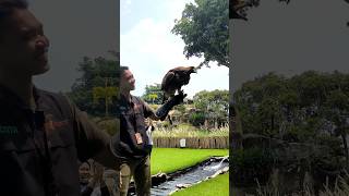 Golden Eagel #trending #elang #viral