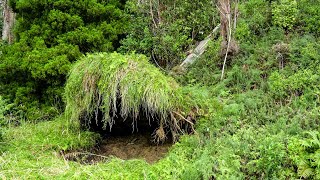 Wind-Blown huge Eucalyptus Regnans - #4k #newzealandlandscape #newzealandforest #eucalyptus