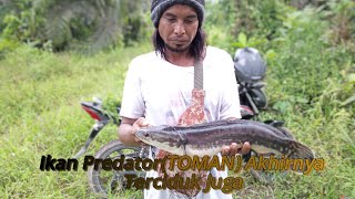 PREDATOR/TOMAN PENINJAWAN