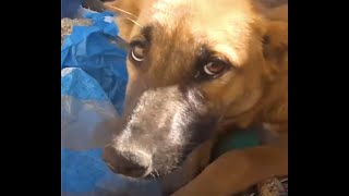 Dog Rescued From a Garbage Dump Finds the Perfect Best Friend ❤️