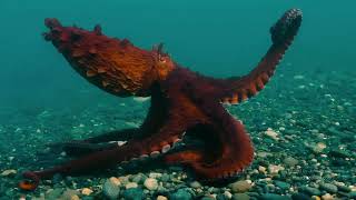 North Giant Pacific Octopus Crawling by John Roney, Enteroctopus dofleini, OctoNation