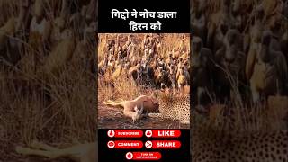 गिद्दो ने हिरण को मारने की कोशिश की  #animals #wildanimals #shortsviral