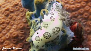 Nudibranch : Jorunna Funebris