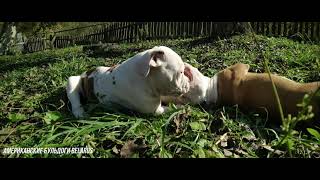 Американские бульдоги.Кто-то уезжает,а кто-то остаётся.American Bulldogs: Someone Leaves.