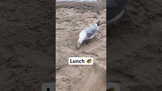 🦅 #lunch #beach #beachlife #birdwatching #bird #birdslover #birdlovers #nature #seagull #birds