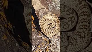 Scary Rattlesnake Encounter!