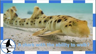 A shark with the ability to walk? Epaulette Shark (Hemiscyllium ocellatum)