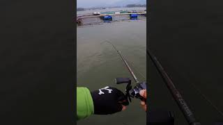 Mancing casting ikan hampala #mancing #mancinghampala #castinghampala #mancingcasting #mancingmania