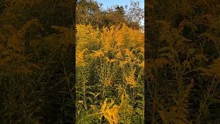 Goldenrod Sunset: September Wildflowers