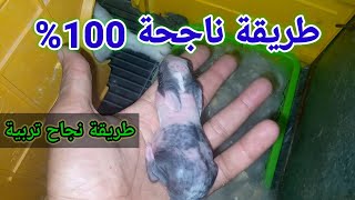 اسهل طريقة نجاح تربية الأرانب 100%