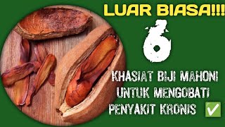 LUAR BIASA |MANFAAT BIJI MAHONI UNTUK MENGOBATI PENYAKIT KRONIS❗@Sehat_alami