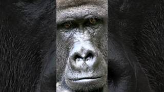 Gorilla | The Largest Ape in the World