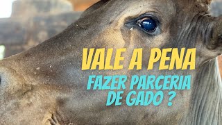 Parceria de gado vale a pena ?