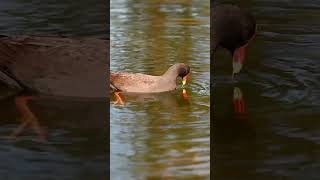 Dusky Moorehen Dabbling #birds