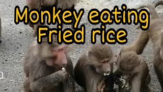 MONKEY EATING FRIED RICE  CHICKEN SLTED FISH FRIED RICE PART 2 /Chefniell