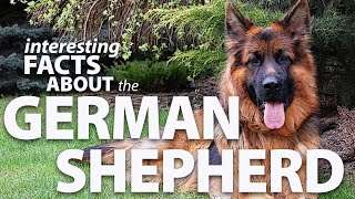 Interesting Facts about the German Shepherd