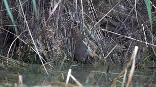 Water vole at Lawrence Weston Moor