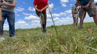 American burying beetles reintroduced into their new, natural habitat