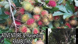 RAMBUTAN ADVENTURE