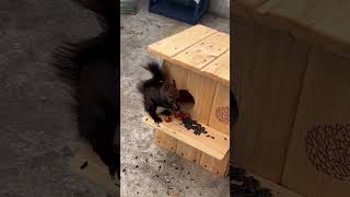 Новый 🏠 для 🐿️🐿️ #белки #squirrel #белочки #cute