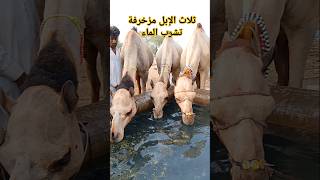 ثلاث الإبل مزخرفة تشرب الماء #ytshorts #drinkingwater #explore #adventure #camellovers #foryou