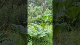 Giant Gunnera 💚🌴