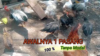 Cara ternak ayam kampung tanpa mengeluarkan modal