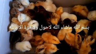 مشروعي الجديد ب ١٠٠جنية تكسبي ١٠٠٠جنية