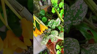 Glimpse of Orchid Plant Propagation #shorts