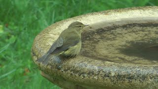 Chiffchaff, Hertford