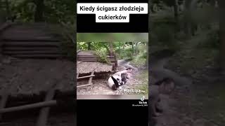 Kiedy ścigasz złodzieja cukierka