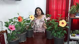 Hybrid hibiscus plant care(English language)