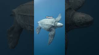 Biggest Turtle On Earth | Leatherback Turtle | #animals #facts #ocean #shorts #leatherbackturtle