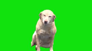 Very Happy Dog Green Screen Chroma Key Template