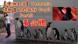 【澳洲生活】Tasmania塔斯曼尼亞旅行 Day 3 Part 3 - Burnie 看企鵝 | Watching little penguins in Burnie