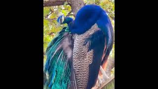 softly #shortvideo #sbyshorts #peacock