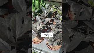 Black Zz #subscribe #plants #subscribe_now