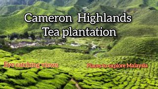 Cameron Highlands Tea Plantation | Boh tea plantation | Cameron Highlands | Explore Malaysia