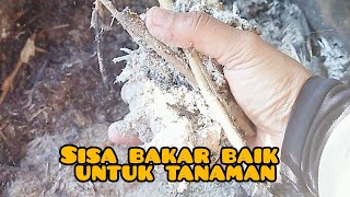 sisa bakar baik untuk tanaman