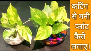 मनी प्लांट कि कटिंग कैसे लगाएं। how to propagate money plant in water |money plant #Anmolprakriti